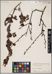 Foto von Salix aurita L.